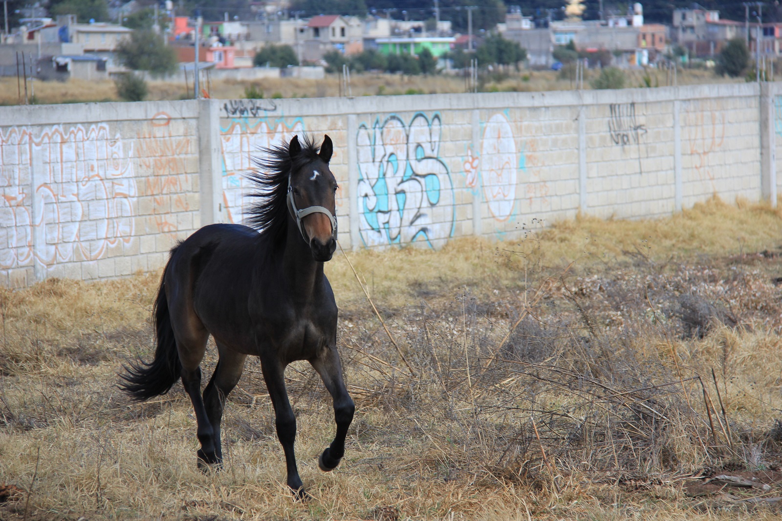 afina